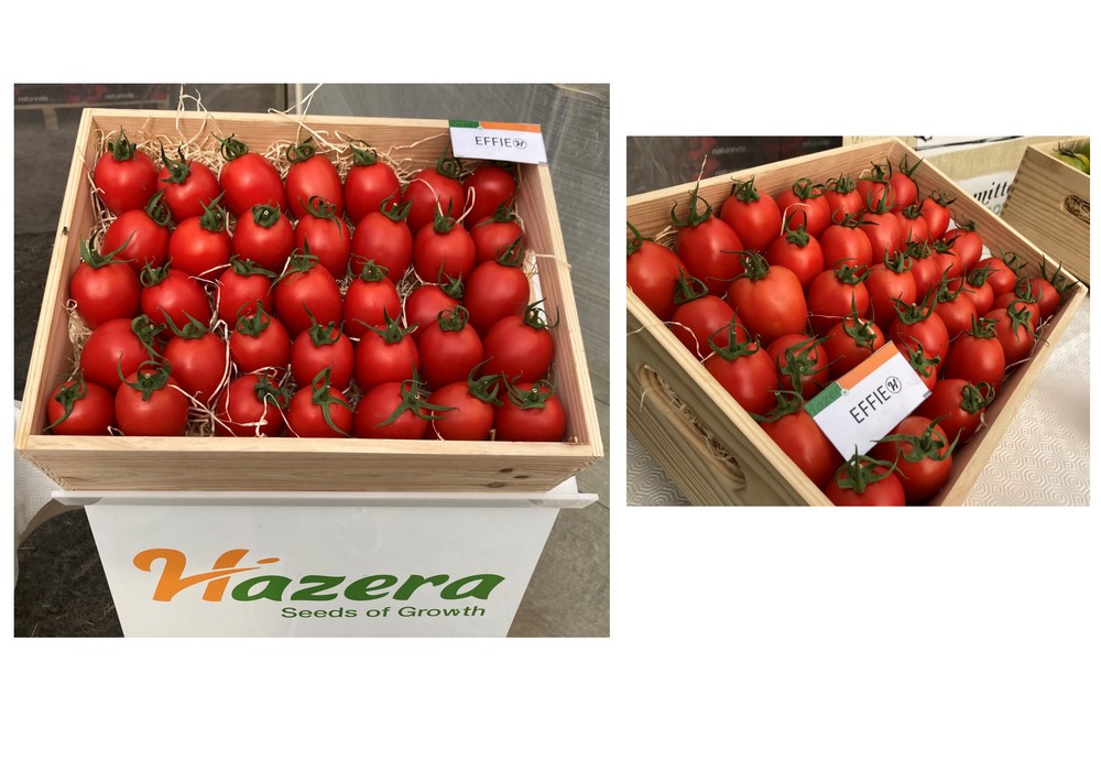 Hazera, baluarte seguro en tomate