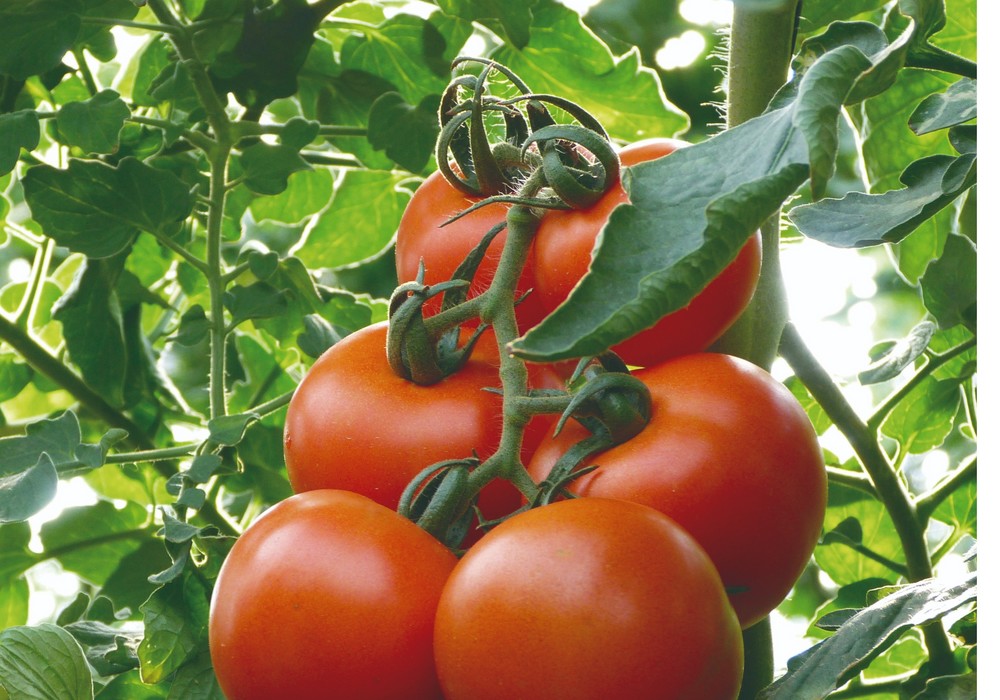 Soluciones nutricionales para el cultivo  del tomate en invernadero