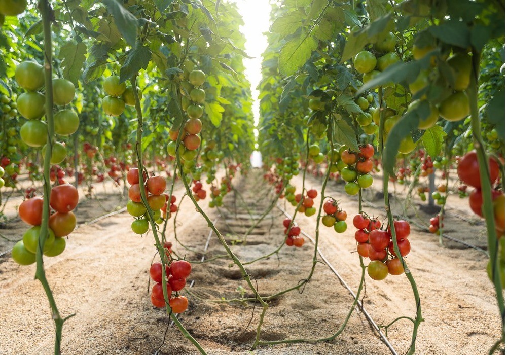 BASF irrumpe en el mercado de tomate rama con  Bacares F1