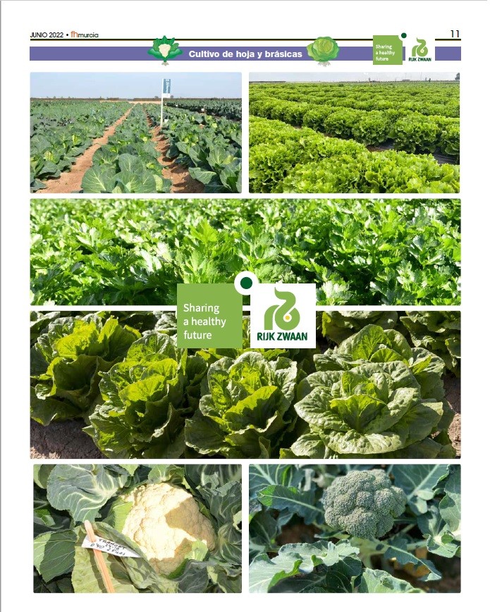 Junio 2022|| Especial cultivo de hoja y brásicas de Rijk Zwaan