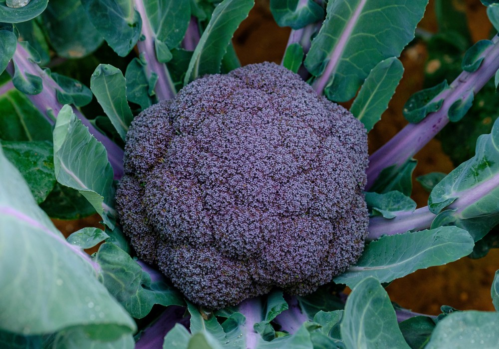 Sakata presenta Purple Magic, el primer brócoli morado del mercado