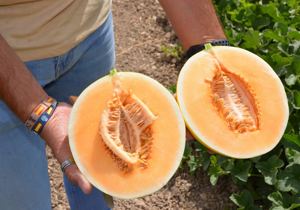 Seminis celebra la Melon Week  más sostenible hasta el momento