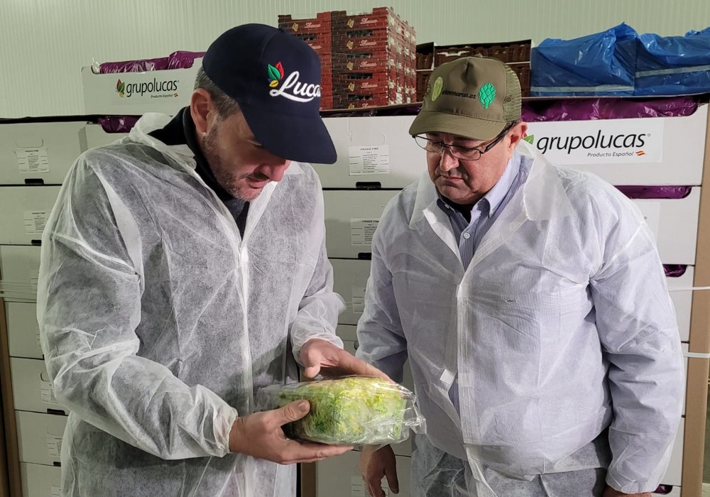 La Región de Murcia exporta por primera vez escarola y lechuga en avión para los mercados de Estados Unidos