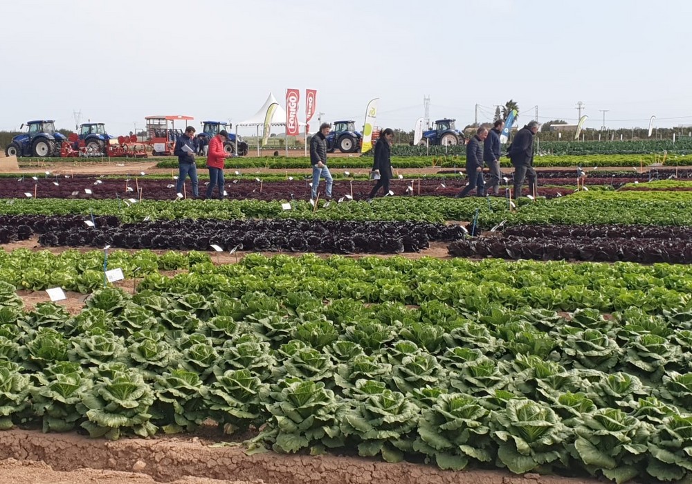 Los ‘Lettuce Innovation Days’ convierten a la Región de Murcia en el centro neurálgico de la innovación en el cultivo de hoja a nivel mundial