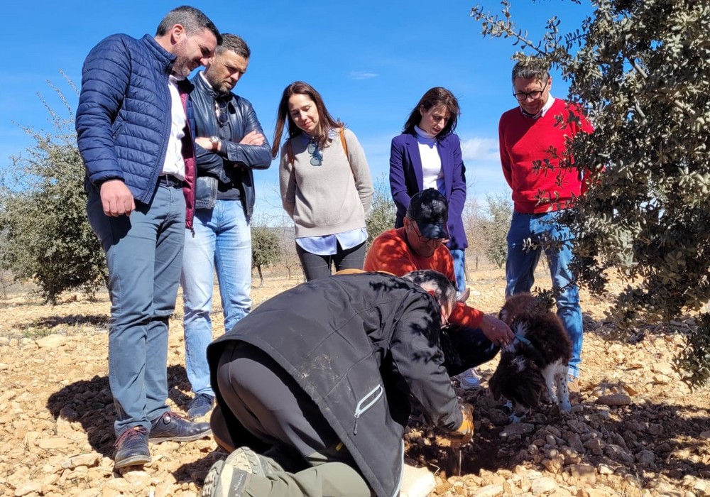 La trufa negra de la finca experimental de la Comunidad en Caravaca se confirma como cultivo alternativo al producir 60 kilos por hectárea