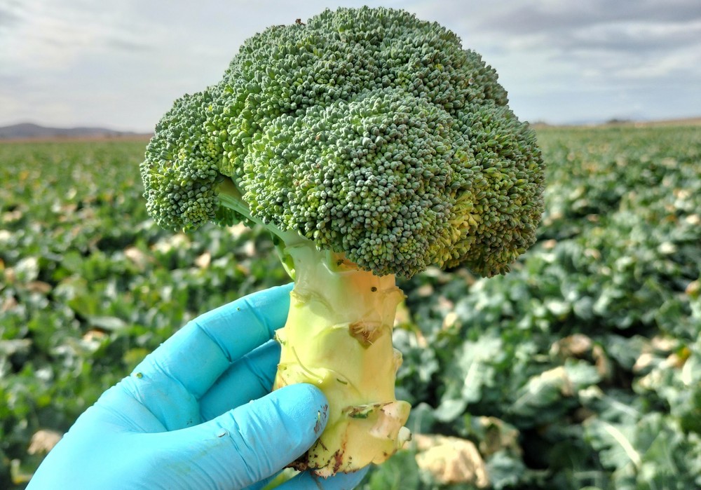Top Seeds expone los avances  de su catálogo de brócoli