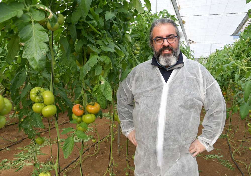Syngenta lleva la protección contra  el ToBRFV a varias tipologías de tomate