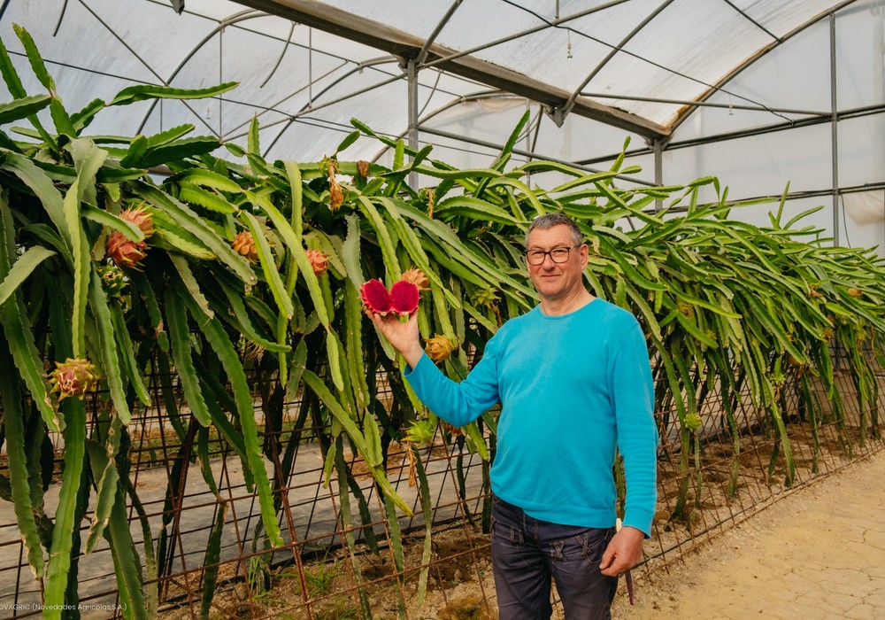 Un agricultor introduce con éxito el cultivo de la pitaya en el levante español
