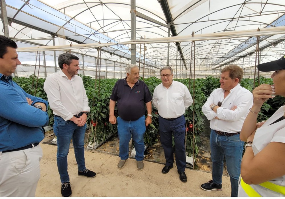El consejero en funciones de Agricultura destaca que la última tecnología de los invernaderos de pimiento “permite un cultivo eficiente y eficaz”