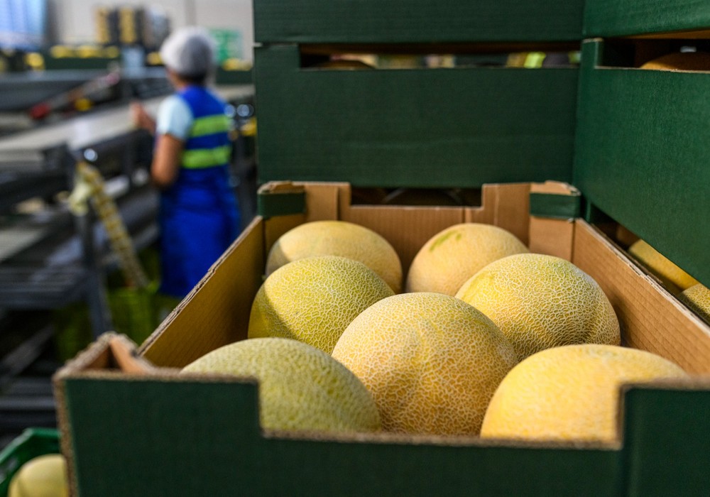 Los ‘Melon & Watermelon Innovation Days’ conectan en la Región de Murcia a productores y casas de semillas de melón y sandía
