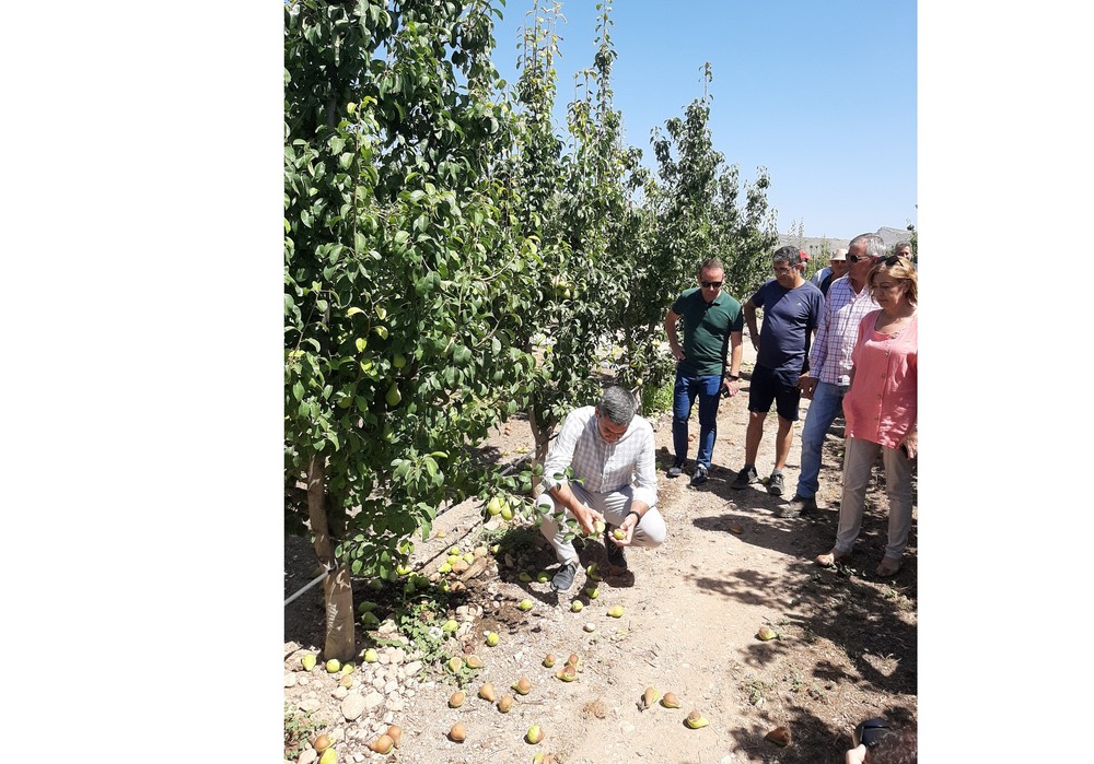 El reventón térmico en el Altiplano afecta al 82 por ciento del cultivo de pera y las pérdidas alcanzan los 8 millones