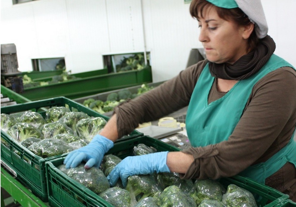 La Región es la segunda provincia exportadora de hortalizas y frutas congeladas en España