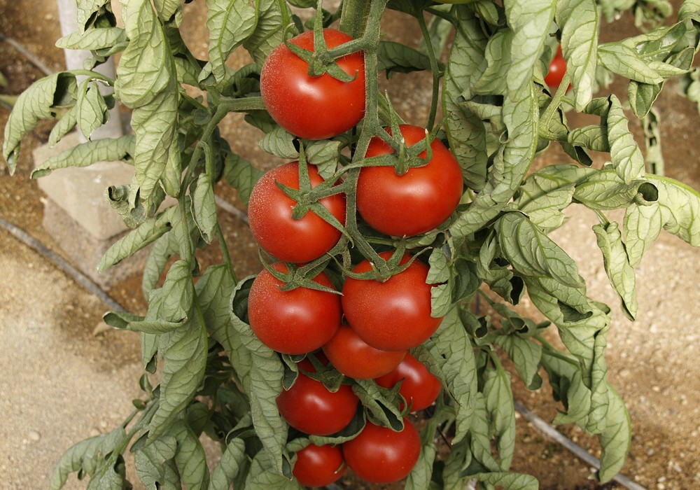 Demuestran que el nitrato de potasio con yodo reduce el estrés por calor en tomate y pimiento