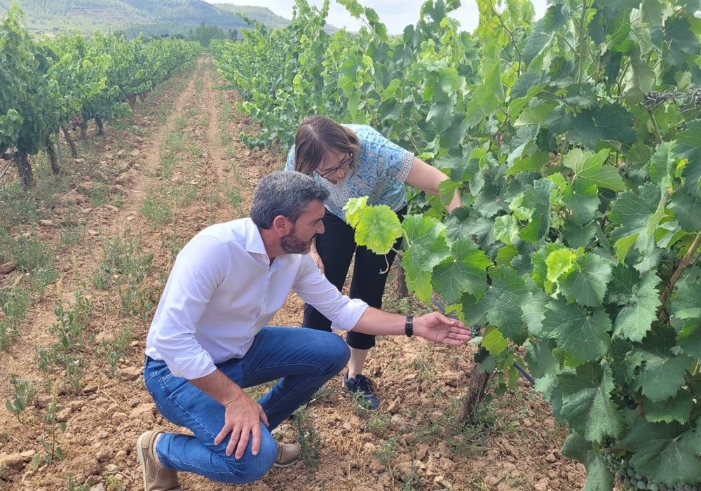 La Región registra seis nuevas variedades de uva de vinificación de gran calidad y mejor adaptadas al cambio climático