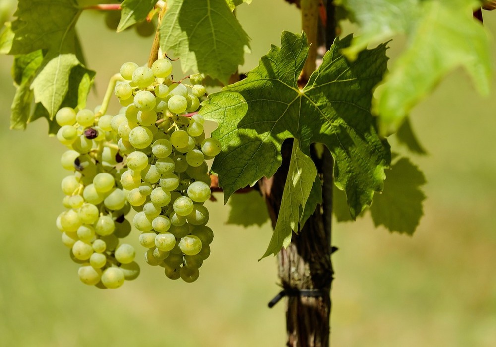  267 agricultores de viñas viejas concurren a la convocatoria de ayudas de la Comunidad por importe de 1,5 millones