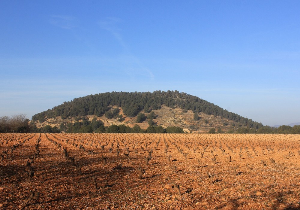 La actividad agraria de secano pierde al 55% de sus productores en los últimos 25 años