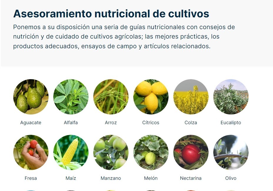 ICL lanza su nueva web ‘ICL Growing Solutions’ en España para ser una referencia digital en información técnica sobre nutrición de cultivos