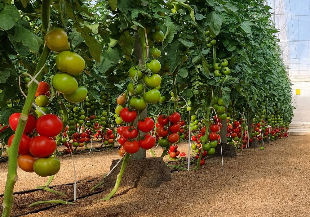 El Tribunal de Apelaciones confirma la condena de prisión contra un agricultor por reproducción ilegal de plantas de tomate