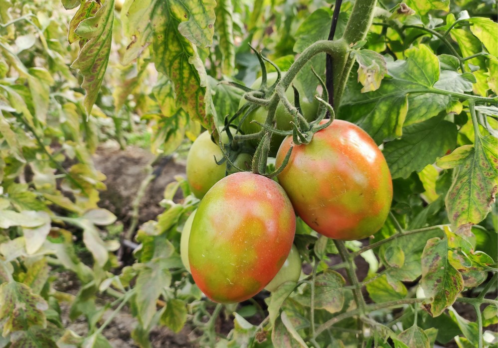 El IMIDA organiza una jornada inmersiva bajo el título ‘Virosis del tomate’