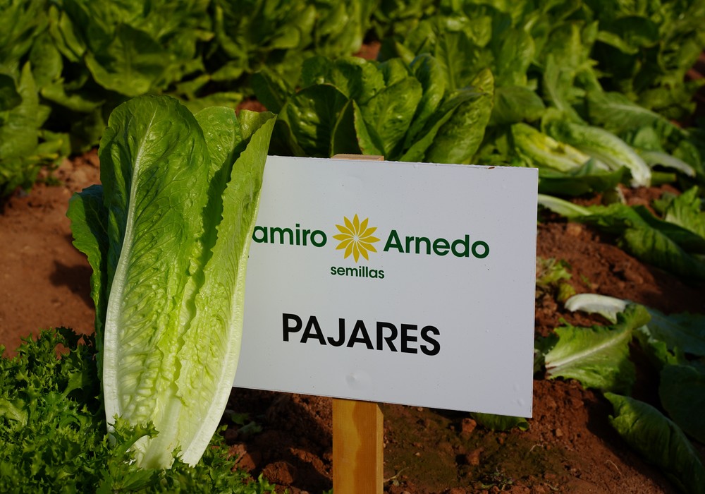 Ramiro Arnedo desarrolla nuevas variedades en romanas, Little Gem e iceberg más resistentes