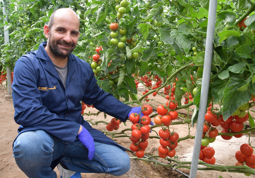 Los tomates de BASF | Nunhems incorporan la resistencia a ToBRFV a la calidad y producción de siempre
