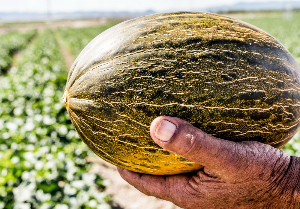 Los productores de melón y sandía aseguran que las lluvias de los últimos días no afectarán a la producción ni a su calidad