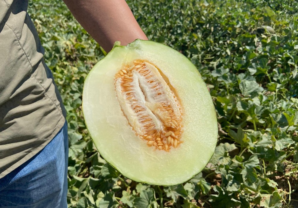 Rijk Zwaan amplía su oferta de sandía con diferentes tipos de piel y calibres y potencia el melón piel de sapo con su nueva variedad Ciclope RZ