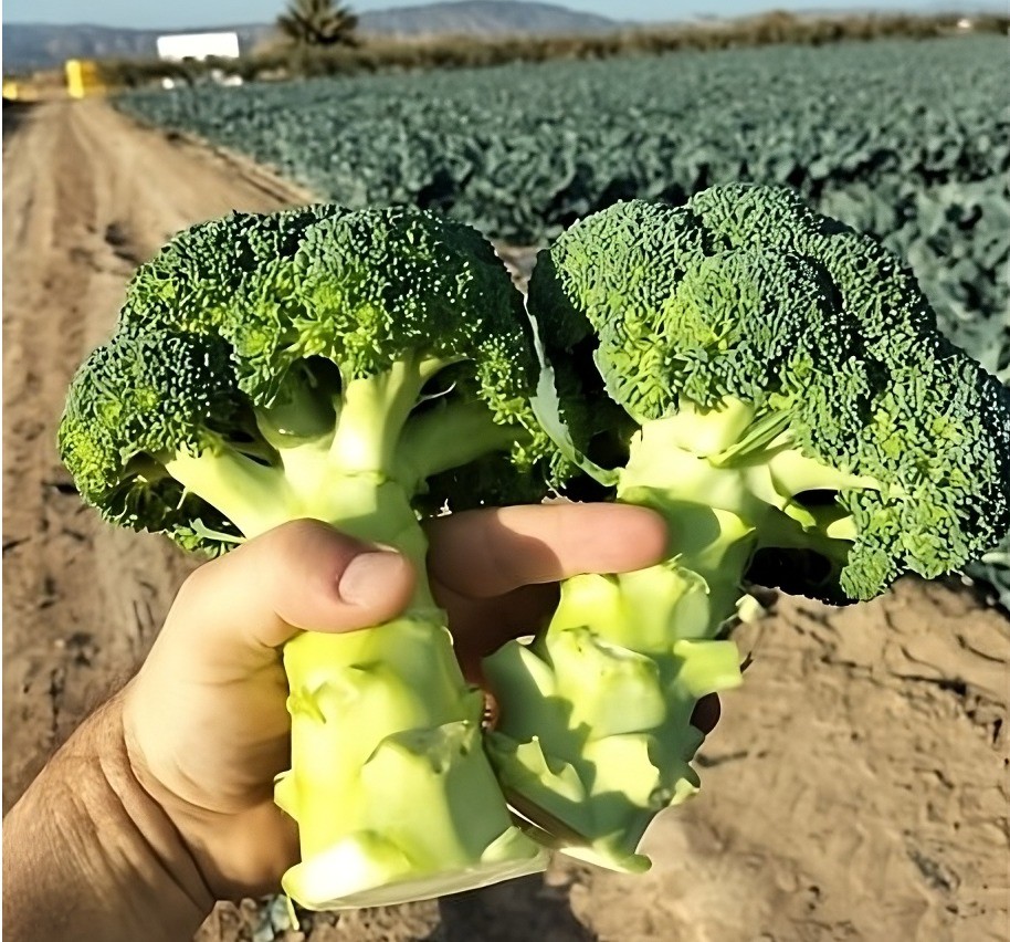 Top Seeds estrena por todo lo alto  su catálogo de brócoli con Nilo