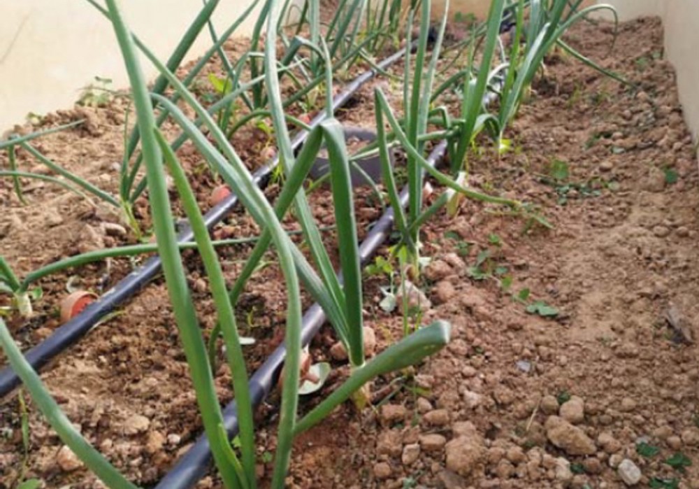 Mayor producción y reducción del lavado de nitratos en el cultivo de cebolla