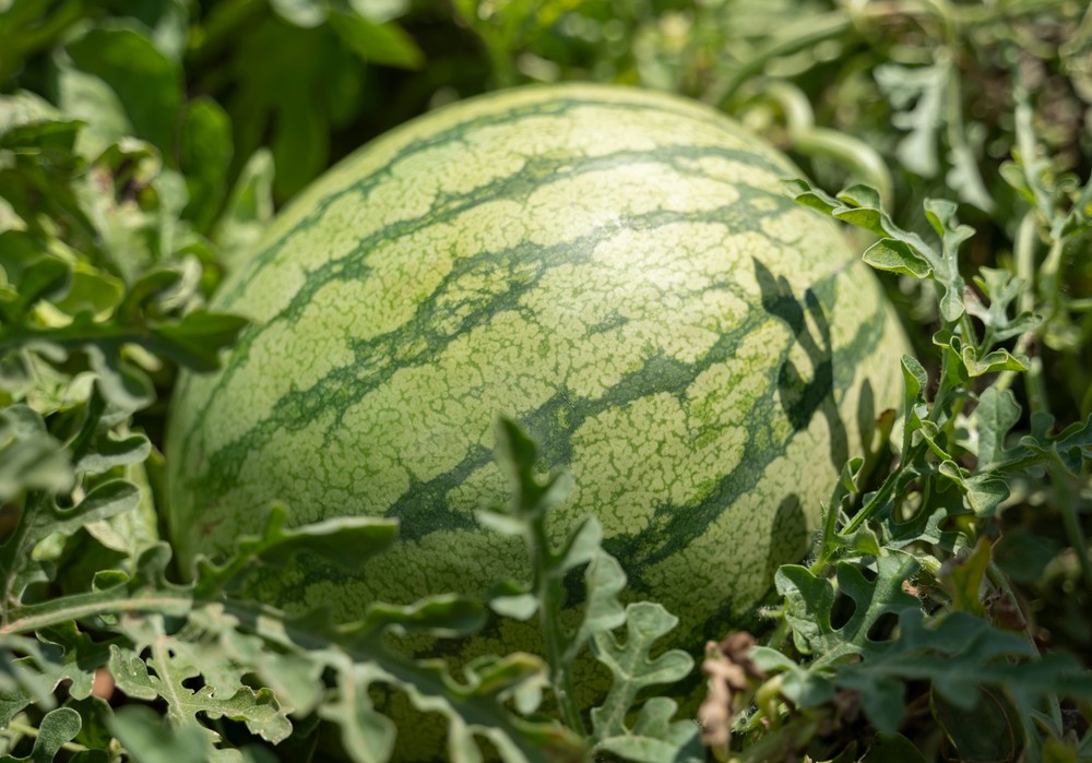 Bayer pone el foco en el sabor en su XI Melon & Watermelon Week