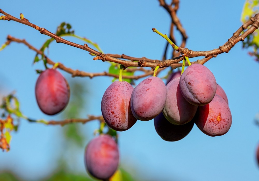 La exportación hortofrutícola española a China totalizó 5,9 millones de euros y la importación 6,6 millones en el primer semestre