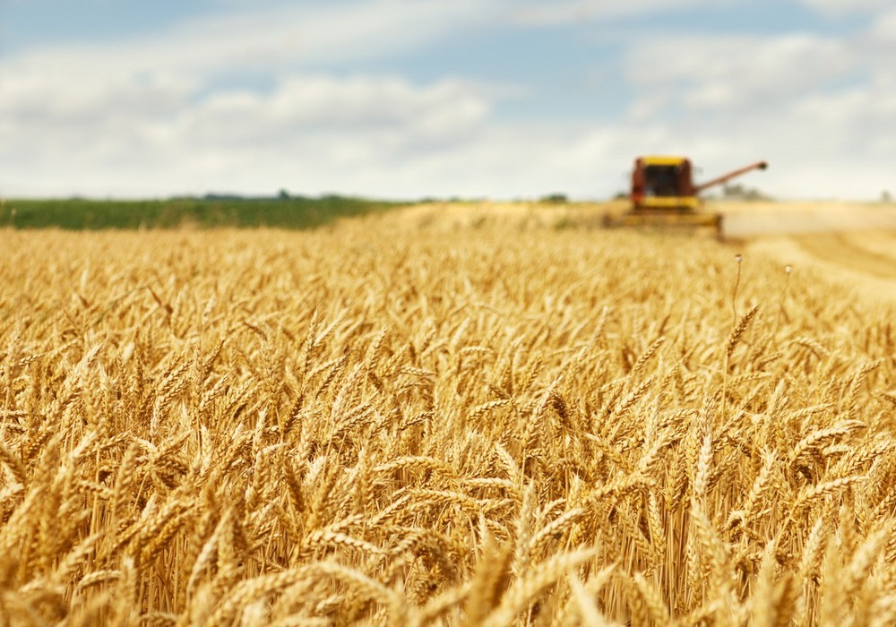 El CSIC participa en un proyecto europeo de mejora genética de patata, trigo y leguminosas para combatir las plagas